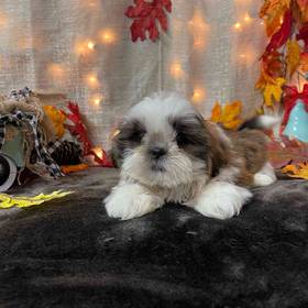 Shih Tzu