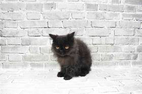 Persian