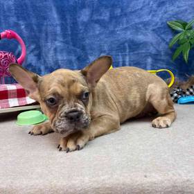 French Bulldog