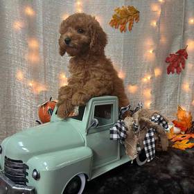 Miniature Goldendoodle