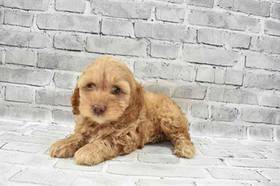 Cockapoo