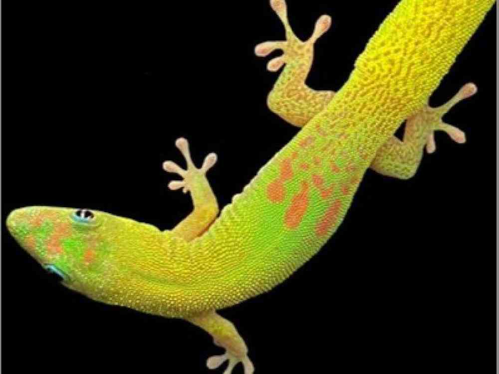 Unknown Day Gecko Reptile for Sale in Stafford, VA