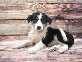 Border Collie