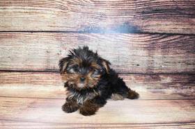 Yorkshire Terrier