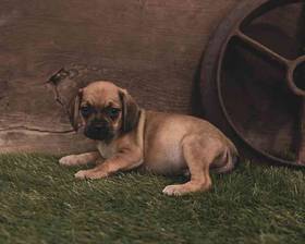 Puggle