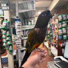 Patagonian Conure
