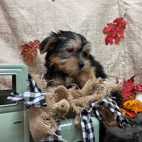 Morkie