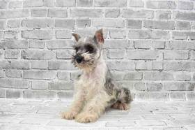 Mini Schnauzer