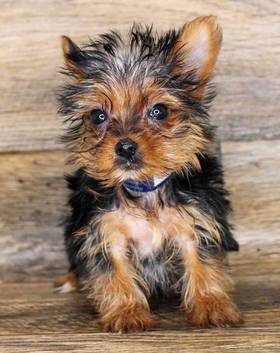 Yorkshire Terrier