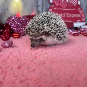 Hedgehog