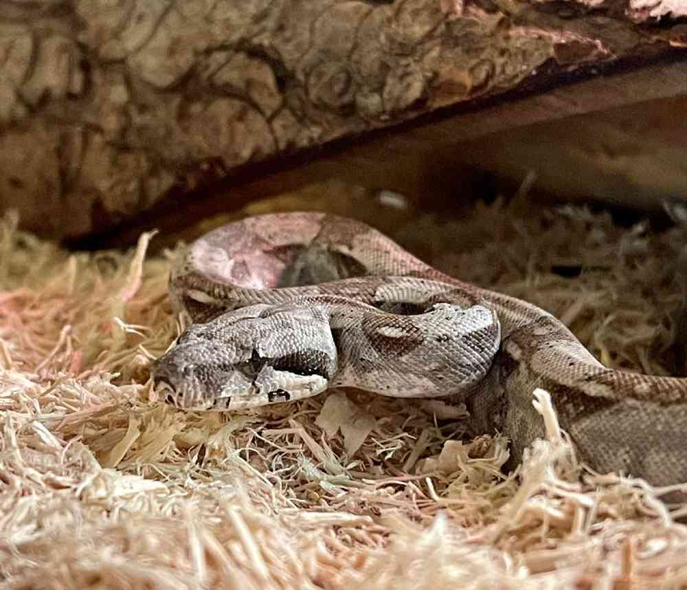 Unknown Columbian Red Tail Boa Reptile for sale