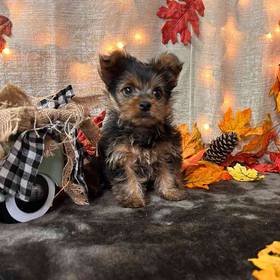 Yorkshire Terrier