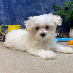 Maltese