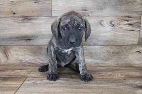 English Mastiff