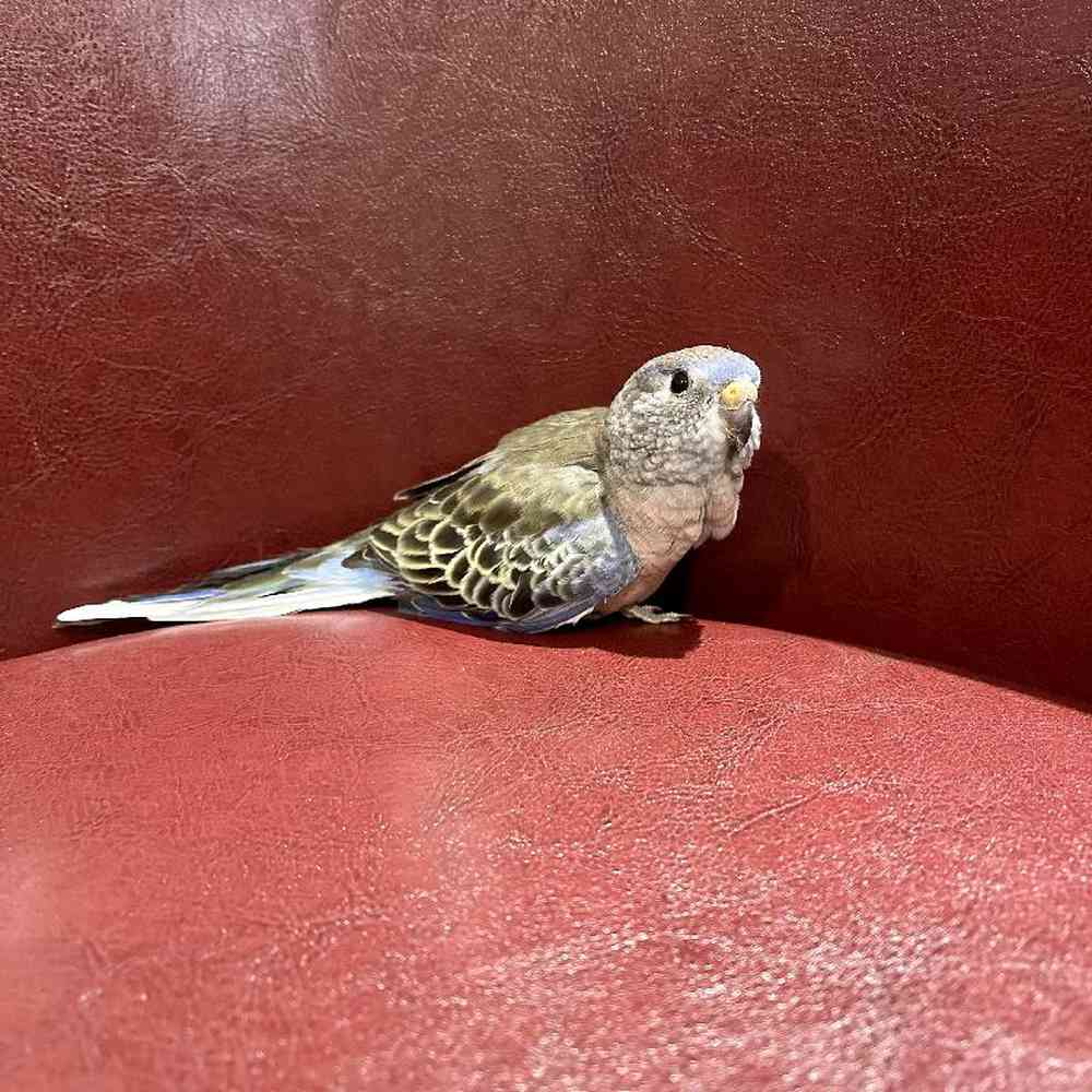 Unknown Bronze Bourke Parakeet Bird for sale