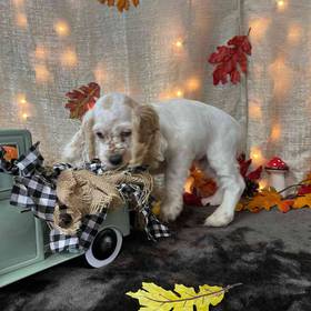Cocker Spaniel
