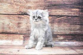 Persian