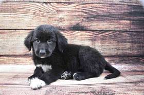 Aussie Lab