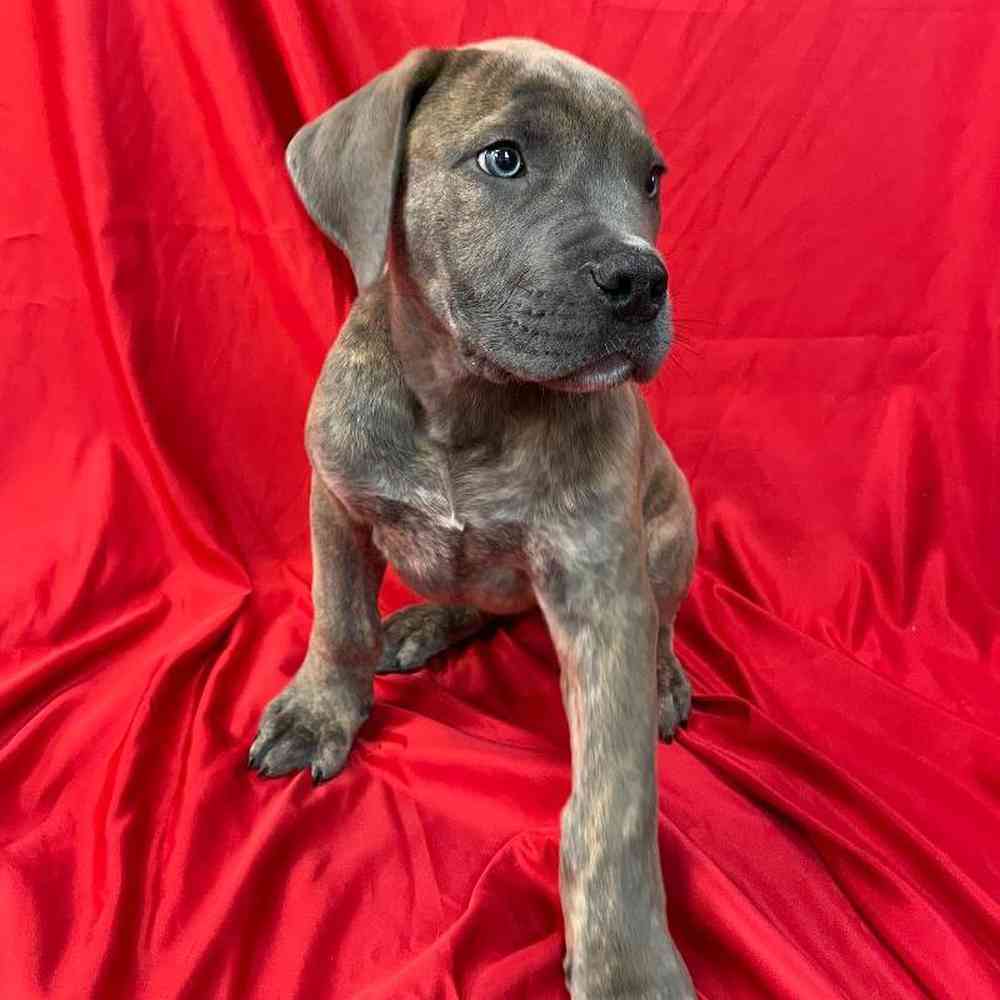 Female Boerboel Puppy for sale