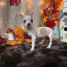 Chihuahua