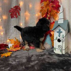 Cavapoo
