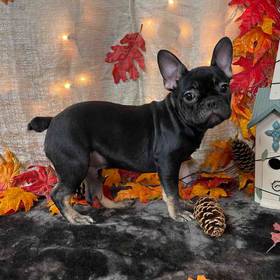 French Bulldog