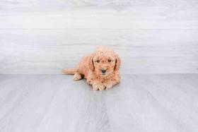 Mini Goldendoodle