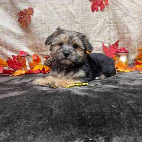 Morkie