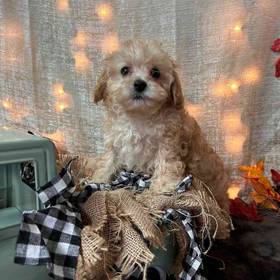 Cockapoo