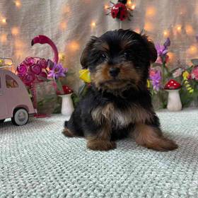 Yorkshire Terrier
