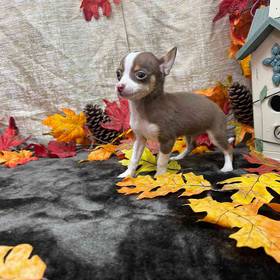 Chihuahua