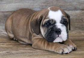 English Bulldog