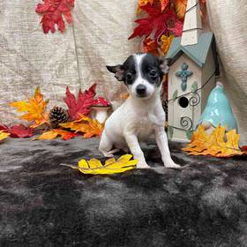 Chihuahua
