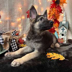 German Shepherd