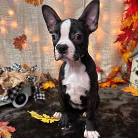 Boston Terrier