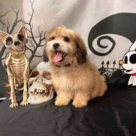 Shih-Poo