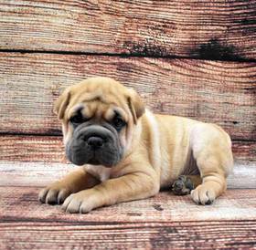 Shar-Puggle