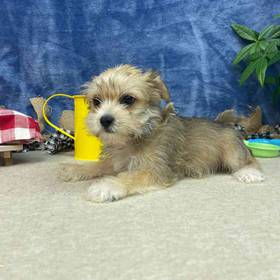 Morkie