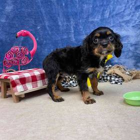 Cavalier King Charles Spaniel