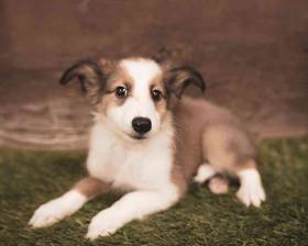 Shetland Sheepdog
