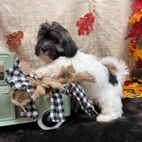 Coton De Tulear