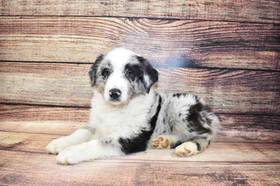 Australian Shepherd