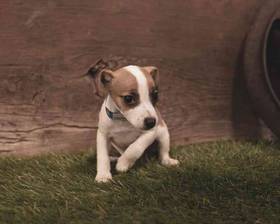 Jack Russell Terrier