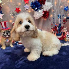 Cavachon