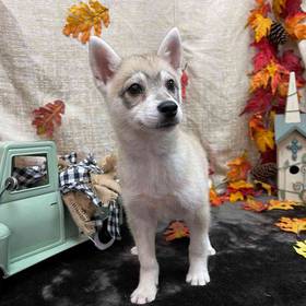 Alaskan Klee Kai