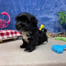 Havanese