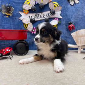 Mini Australian Sheperd