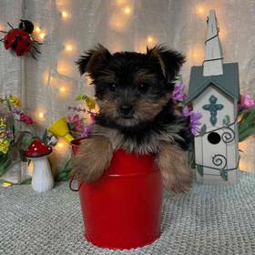Yorkshire Terrier
