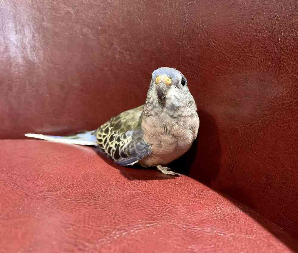Unknown Bronze Bourke Parakeet Bird for sale