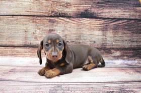 Dachshund